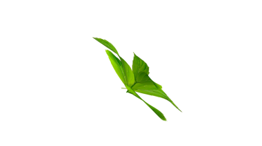 Canlı yeşil bir yaprak Doğal güzellik ve tazelik sergiliyor.