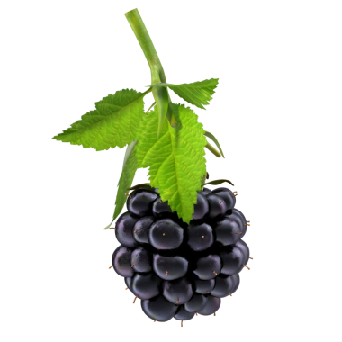 Yeşil bir saptan sarkan böğürtlen kümesi zengin renklerini ve taze yapraklarını sergiliyor..