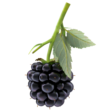 Yeşil yapraklı olgun bir böğürtlen, canlı rengini ve doğal güzelliğini sergiliyor..