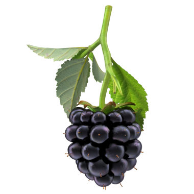 Yeşil yapraklı olgun böğürtlen kümesi, doğal güzelliklerini ve tazeliklerini sergiliyor..