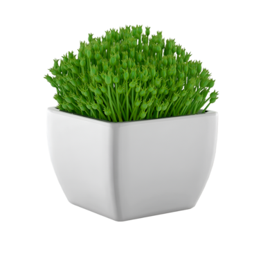 Çimenlerle dolu küçük beyaz bir tencere. İç dekorasyon ve doğal atmosferi geliştirmek için ideal..