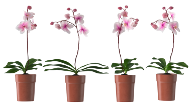 Terracotta saksılarında dört pembe orkide bitkisi koleksiyonu, güzelliklerini ve zarafetlerini sergiliyorlar..