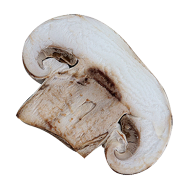Benzersiz şeklini ve dokusunu sergileyen beyaz bir mantarın üst görüntüsü..