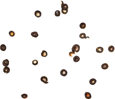 Beyaz arka planda dağınık siyah tohumlardan oluşan bir koleksiyon..