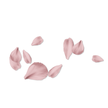 Beyaz bir arka planda, narin pembe çiçek yaprakları serpilmesi güzelliği ve huzuru çağrıştırıyor..