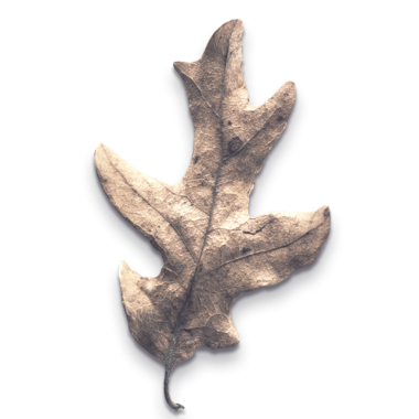 Beyaz arkaplana karşı sergilenen kurumuş bir meşe yaprağı karmaşık dokusunu ve doğal güzelliğini gözler önüne seriyor..