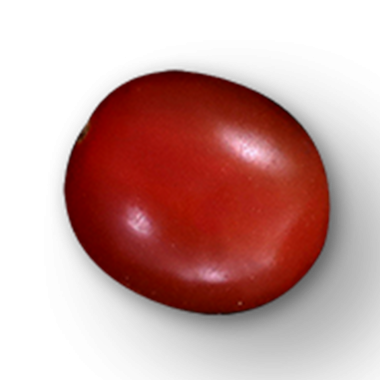 Pürüzsüz bir yüzeyi olan parlak kırmızı bir fasulye. Canlı rengini ve doğal şeklini sergiliyor..