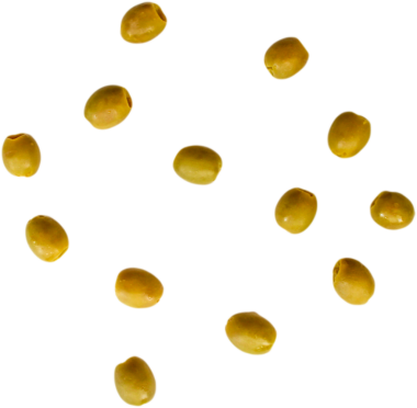 Beyaz arkaplana saçılmış sarı tohumlar..