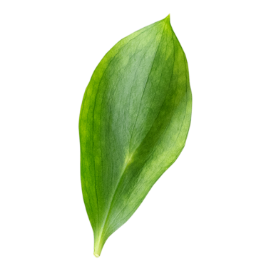 Canlı rengini ve dokusunu beyaz bir arkaplanda gösteren tek bir yeşil yaprak..