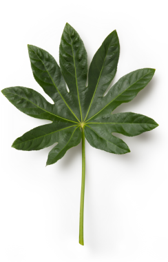 Büyük, yeşil bir papaya yaprağı, belirgin bir merkezi damar ve beyaz arka planda birden fazla kulak memeleri var..