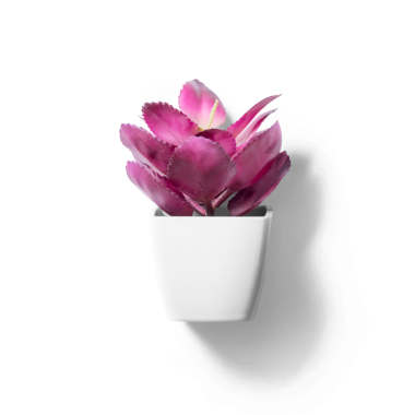 Minimalist beyaz tencerede canlı bir mor bitki. Ev dekorasyonu veya ofis dekorasyonu için ideal..
