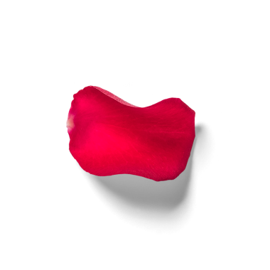 Tek bir kırmızı gül yaprağı, narin dokusunu ve canlı rengini sergiliyor..