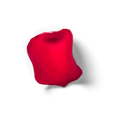 Tek bir canlı kırmızı gül yaprağı narin dokular sergiliyor ve zengin bir renk, güzelliği ve romantizmi simgeliyor..