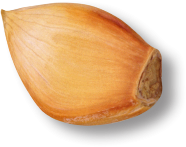 Bu görüntü bir tohumun yakın çekimini gösteriyor, pürüzsüz, kahverengimsi dış ve sivri şeklini gösteriyor..