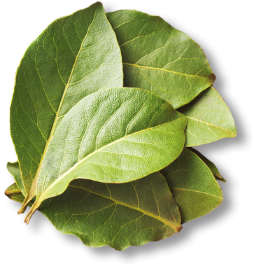 Taze defne yapraklarından oluşan bir koleksiyon, canlı yeşil renklerini ve yumuşak dokularını sergiliyor, genellikle lezzet artırmak için pişirmede kullanılır..