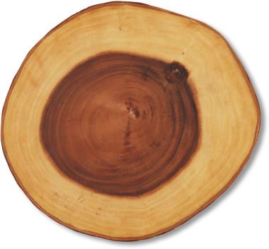 Bir ağaç gövdesinin kesiti doğal ahşap desenler ve halkalar sergiliyor..