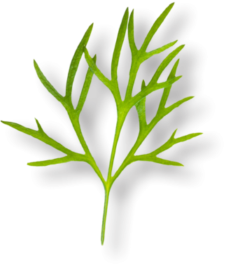 Dallanıp budaklanmış canlı yeşil bir yaprak. Bitki hayatının güzelliğini gözler önüne seriyor..