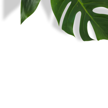 Arkaplanda sanatsal olarak sıralanmış yeşil yapraklardan oluşan bir koleksiyon, doğal güzelliği vurguluyor..