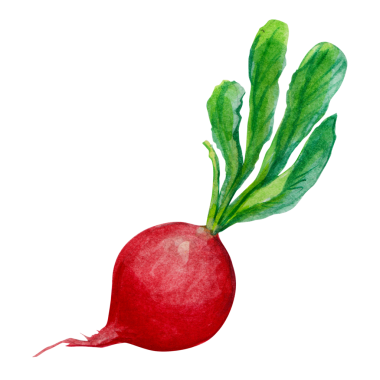 Yeşil yapraklı canlı kırmızı bir turp taze ve doğal görünümünü sergiliyor..