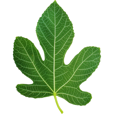 Karmaşık damar desenleri olan büyük yeşil bir yaprak doğanın güzelliğini gözler önüne seriyor..