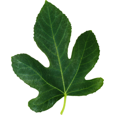 Değişik kulak memeleri ve damarları olan canlı yeşil bir yaprak doğanın güzelliğini gözler önüne seriyor..