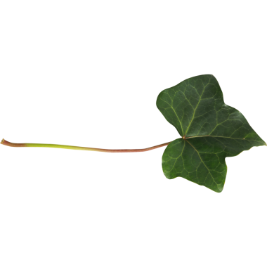 İnce gövdeli yeşil bir sarmaşık yaprağı doğal şeklini ve dokusunu sergiliyor..