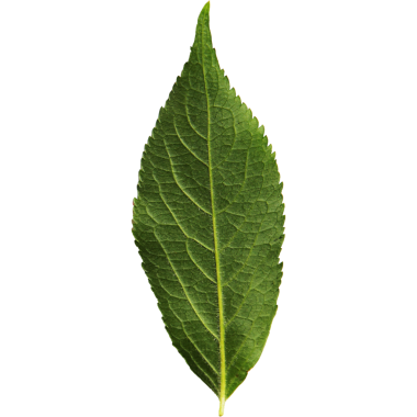 Karmaşık damarlarını ve doğal dokusunu gösteren tek bir yeşil yaprak..