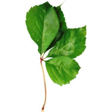 Bir dalın üzerindeki yeşil yaprakların yakın plan çekimi canlı renklerini ve doğal dokusunu gözler önüne seriyor..