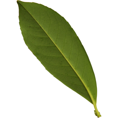 Tek bir yeşil defne yaprağı, pürüzsüz dokusunu ve uzun şeklini sergiliyor, genellikle lezzet yemeklerinde kullanılır..