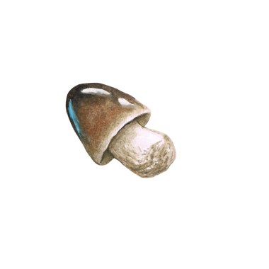 Benzersiz şeklini ve renklerini gösteren bir mantarın ayrıntılı bir çizimi..