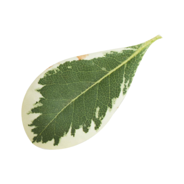 Yeşil ve beyaz bir yaprağın yakın plan çekimi karmaşık dokusunu ve desenlerini gözler önüne seriyor..