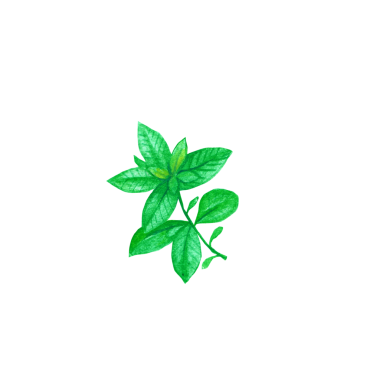 Fesleğen yaprağının elle çizimi kavramını tasvir edin..