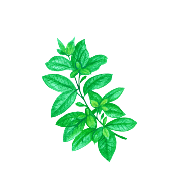 Fesleğen yaprağının elle çizimi kavramını tasvir edin..