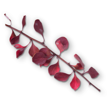 Sade arka planda izole edilmiş, çoğunlukla xmas projesinde kullanılabilecek eşsiz bir konsept..