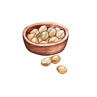 Candlenut el çizimi kavramını tasvir edin, element projenize uygun olan sulu renk biçimi.