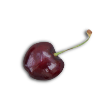 Yeşil saplı, parlak yüzeyi ve doğal şekli ile sergilenen tek bir koyu kiraz..
