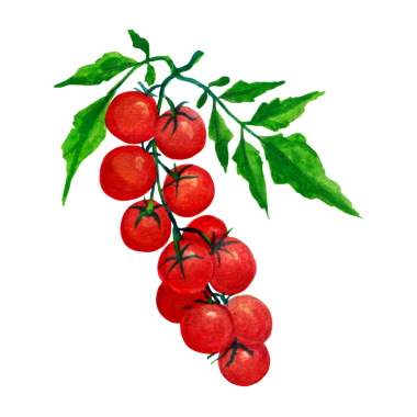 Element projenize uygun olarak, kiraz domatesi el çizimi kavramını tasvir edin.