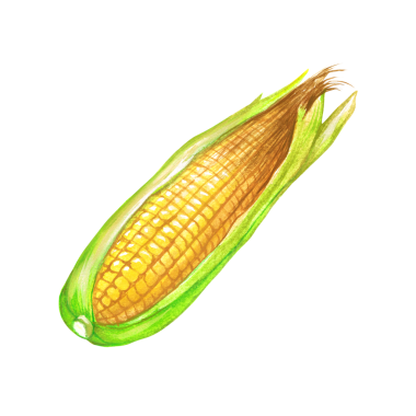 Element projeniz için uygun olan mısırın el çizimi şeklini kavramsallaştır.