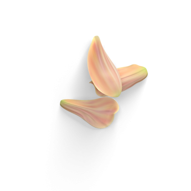 Üst görünüm gerçekçi çiçek yaprakları sade arka planda izole, element tasarımları için kullanışlı.