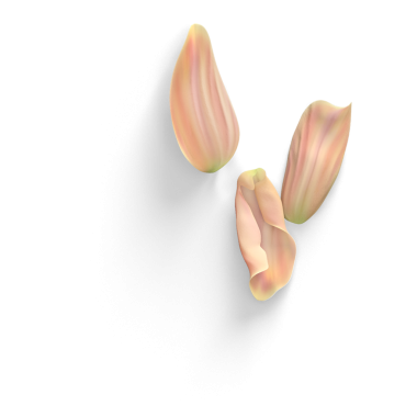 Üst görünüm gerçekçi çiçek yaprakları sade arka planda izole, element tasarımları için kullanışlı.