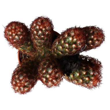 Tencerede eşsiz, dikenli bir kaktüsün üst görüntüsü farklı dokusunu ve şeklini gözler önüne seriyor..