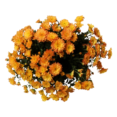 Canlı bir turuncu kasımpatı gösterisi. Çiçek açmış, yemyeşil yapraklarını sergiliyor..