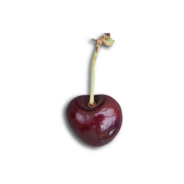 Tek bir olgun kiraz, parlak yüzeyi ve zengin rengini gözler önüne seriyor..