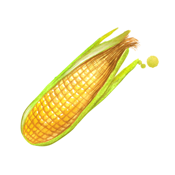 Element projeniz için uygun olan mısırın el çizimi şeklini kavramsallaştır.