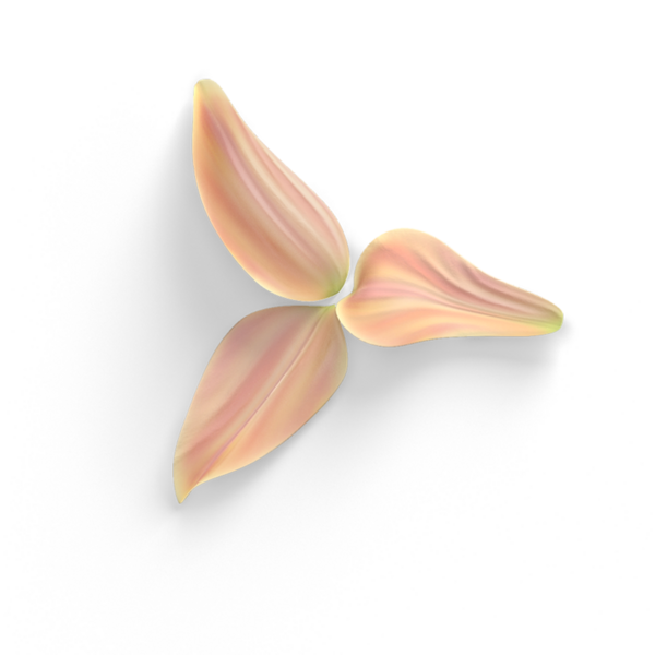 Üst görünüm gerçekçi çiçek yaprakları sade arkaplan üzerinde izole, element tasarımları için kullanışlı.