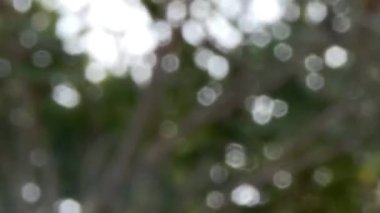 Ormanın bulanık arka planı