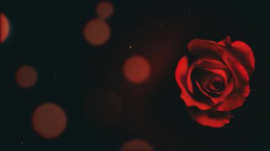 Siyah arkaplanda kırmızı gül.