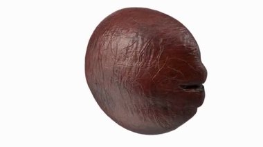 Kestanenin 3 boyutlu görüntüsü