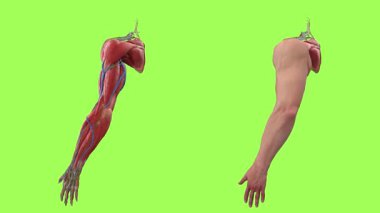 3 boyutlu bir kadın anatomisi çizimi