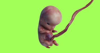Bir fetüsün 3 boyutlu çizimi.